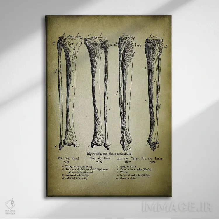 تابلو دکوراتیو استخوان های پا اثر پتنت پرینت استور - نمای روبهرو روی دیوار