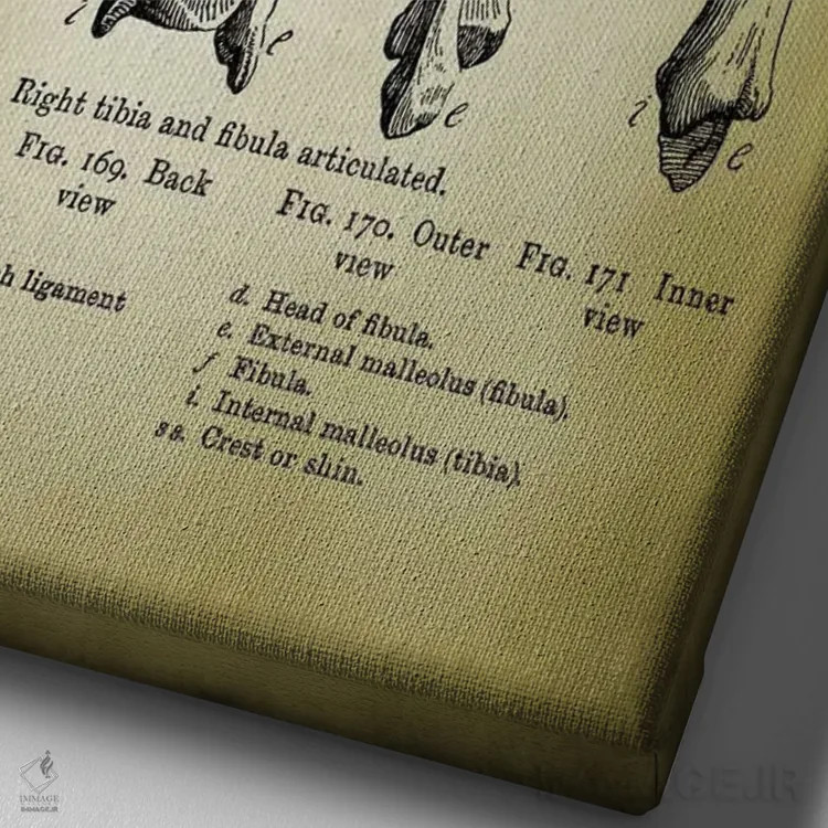 تابلو دکوراتیو استخوان های پا اثر پتنت پرینت استور - نمای نزدیک بافت بوم