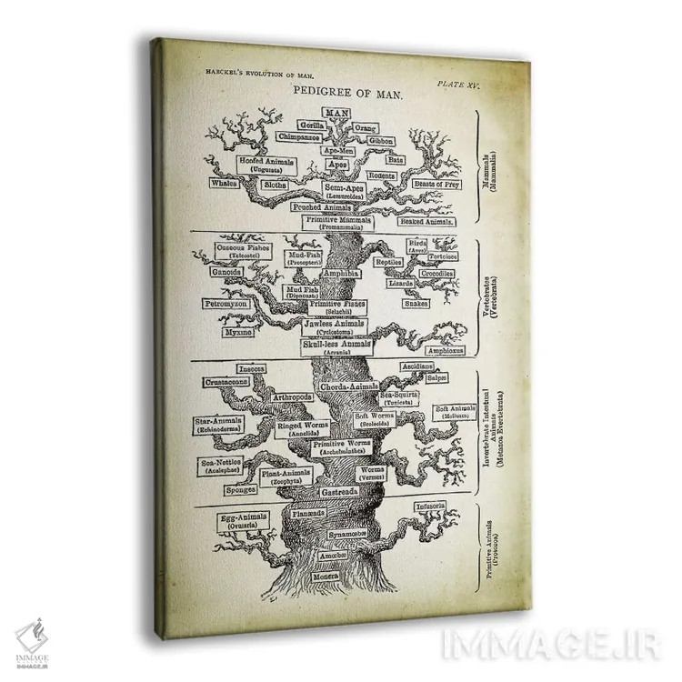 تابلو دکوراتیو شجره نامه انسان اثر پتنت پرینت استور - نمای پرسپکتیو محصول