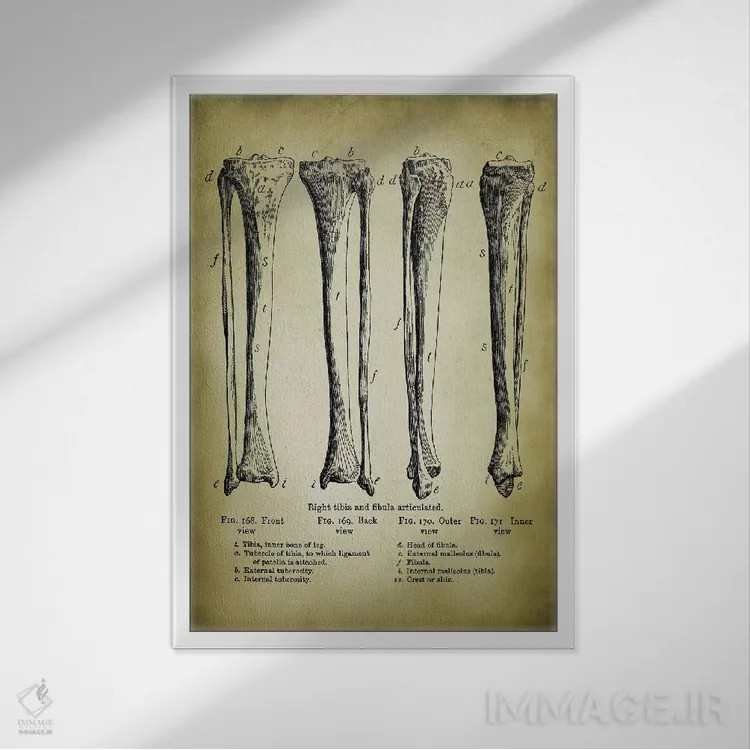 تابلو دکوراتیو استخوان های پا اثر پتنت پرینت استور - نمای قابدار سفید