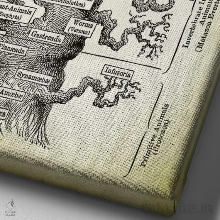 تابلو دکوراتیو شجره نامه انسان اثر پتنت پرینت استور - نمای نزدیک بافت بوم