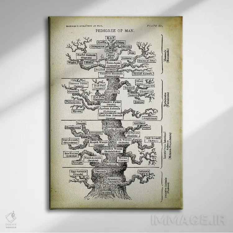 تابلو دکوراتیو شجره نامه انسان اثر پتنت پرینت استور - نمای روبهرو روی دیوار