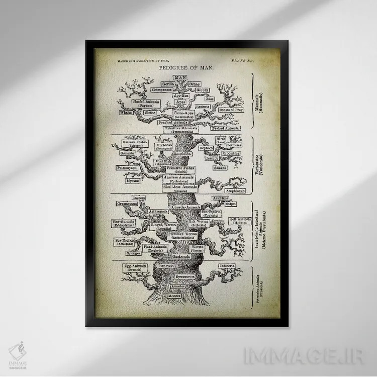 تابلو دکوراتیو شجره نامه انسان اثر پتنت پرینت استور - نمای قابدار مشکی