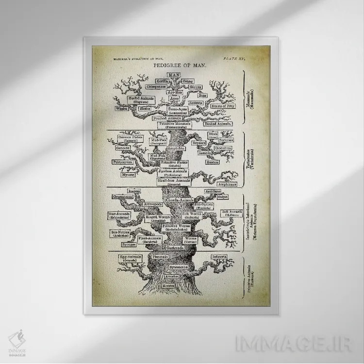 تابلو دکوراتیو شجره نامه انسان اثر پتنت پرینت استور - نمای قابدار سفید