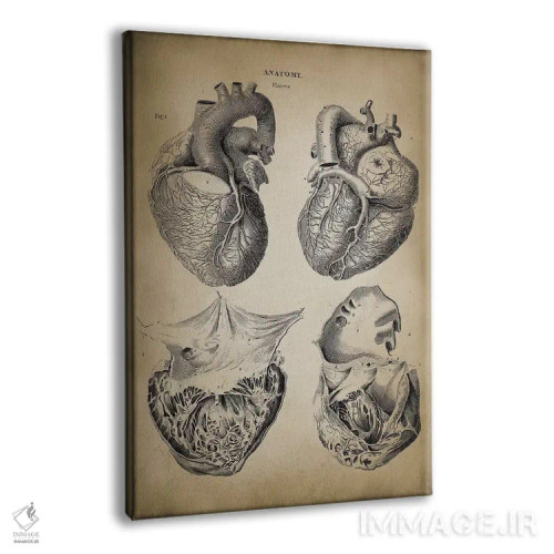 تابلو دکوراتیو آناتومی قلب اثر پتنت پرینت استور - نمای پرسپکتیو محصول