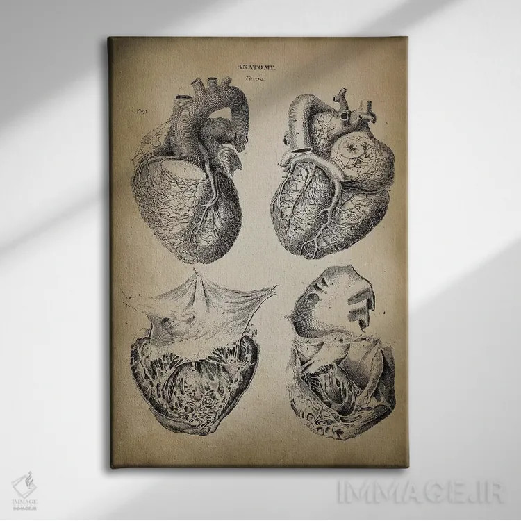 تابلو دکوراتیو آناتومی قلب اثر پتنت پرینت استور - نمای روبهرو روی دیوار