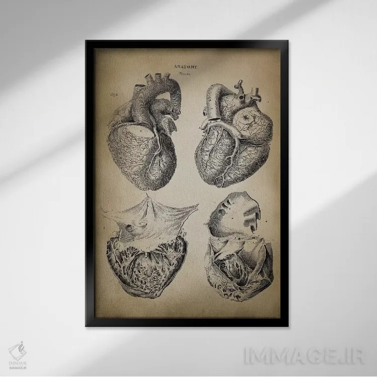 تابلو دکوراتیو آناتومی قلب اثر پتنت پرینت استور - نمای قابدار مشکی
