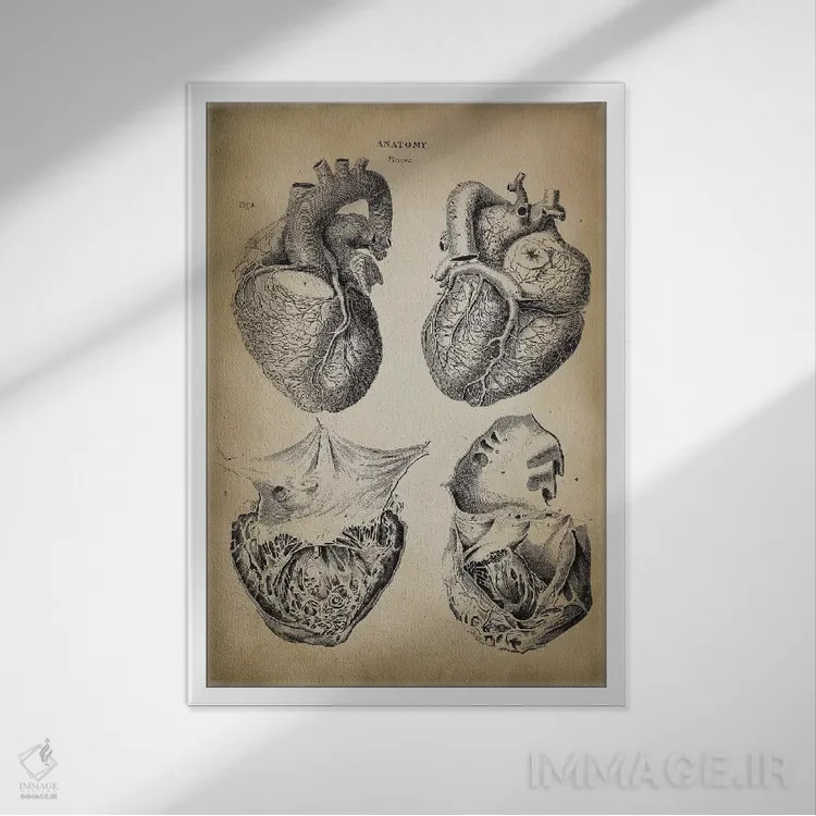 تابلو دکوراتیو آناتومی قلب اثر پتنت پرینت استور - نمای قابدار سفید