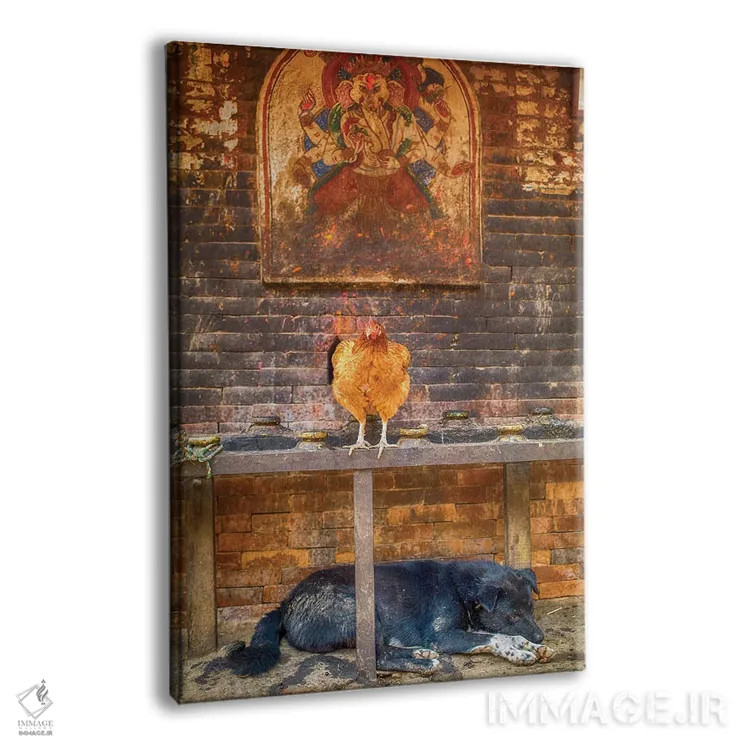 تابلو دکوراتیو بهاکتاپور نپال، گانش، مرغ و سگ خوابیده اثر مارک پائولدا - نمای پرسپکتیو محصول