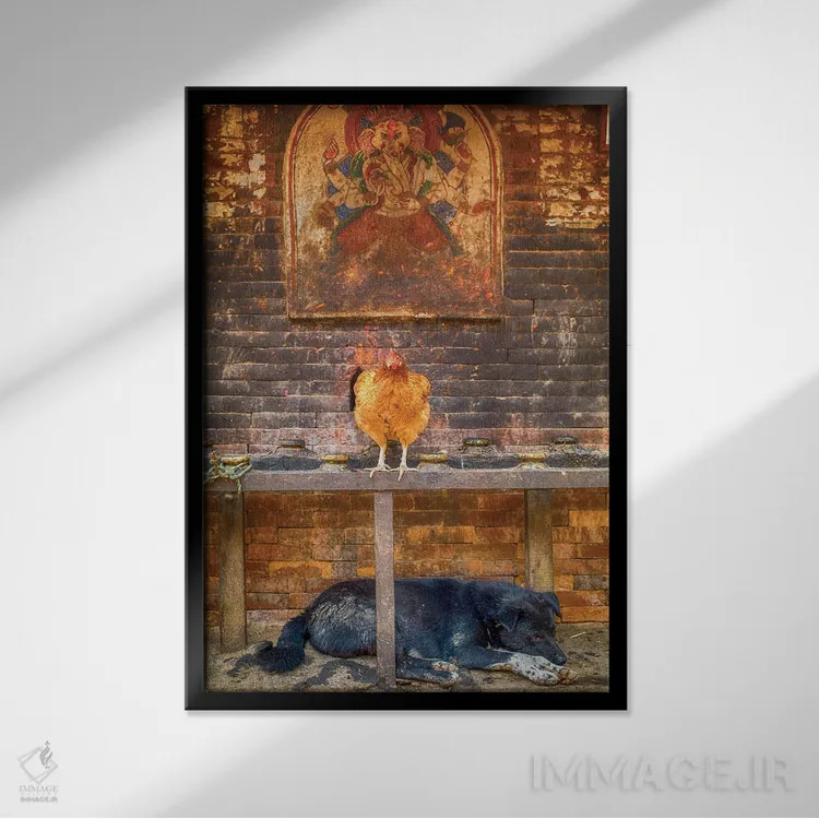 تابلو دکوراتیو بهاکتاپور نپال، گانش، مرغ و سگ خوابیده اثر مارک پائولدا - نمای قابدار مشکی