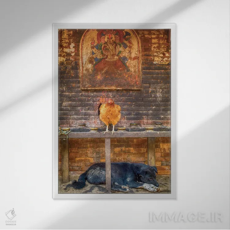 تابلو دکوراتیو بهاکتاپور نپال، گانش، مرغ و سگ خوابیده اثر مارک پائولدا - نمای قابدار سفید