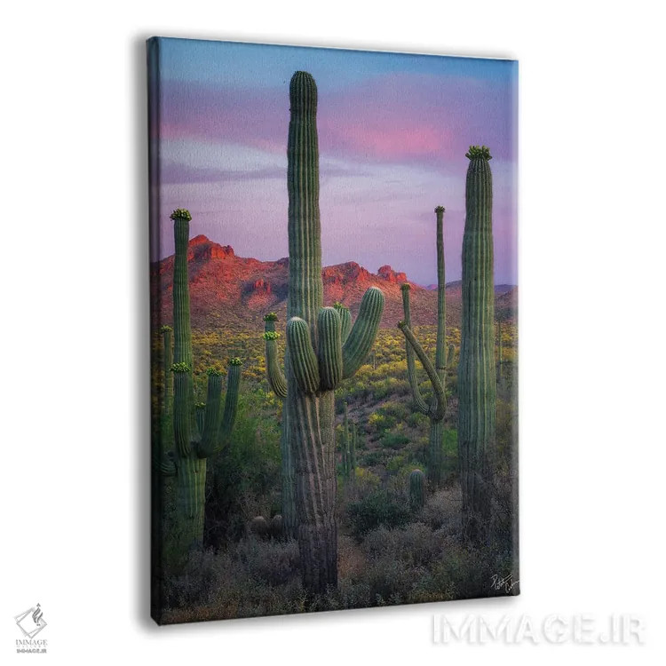 تابلو دکوراتیو ساگوارویل اثر پیتر کسکن - نمای پرسپکتیو محصول