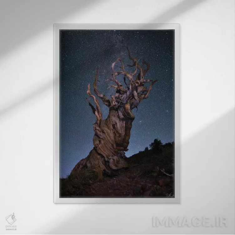 تابلو دکوراتیو باله برستلکون اثر پیتر کسکن - نمای قابدار سفید