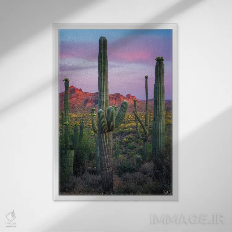 تابلو دکوراتیو ساگوارویل اثر پیتر کسکن - نمای قابدار سفید