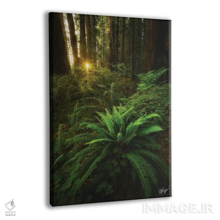 تابلو دکوراتیو نگاه کردن اثر پیتر کسکن - نمای پرسپکتیو محصول