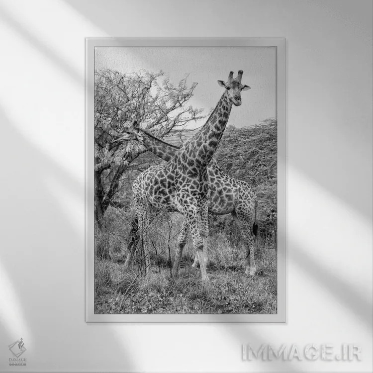 تابلو دکوراتیو مادر زرافه و بچه اش اثر فیلیپ هوگونار - نمای قابدار سفید