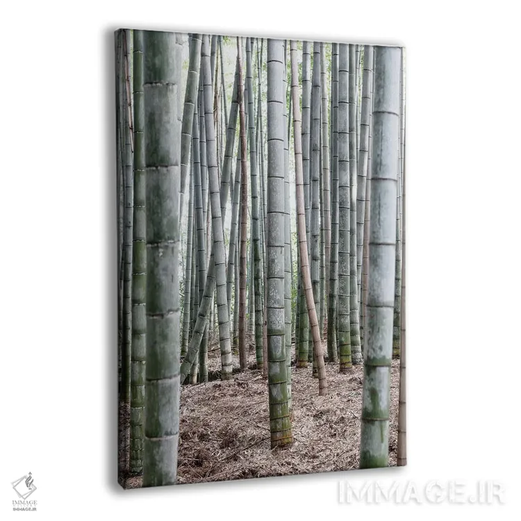 تابلو دکوراتیو "بامبوهای بی پایان IV" اثر فیلیپ هوگونار - نمای پرسپکتیو محصول