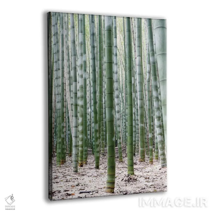 تابلو مینیمال "بامبوهای بی پایان II" اثر فیلیپ هوگونار - نمای پرسپکتیو محصول