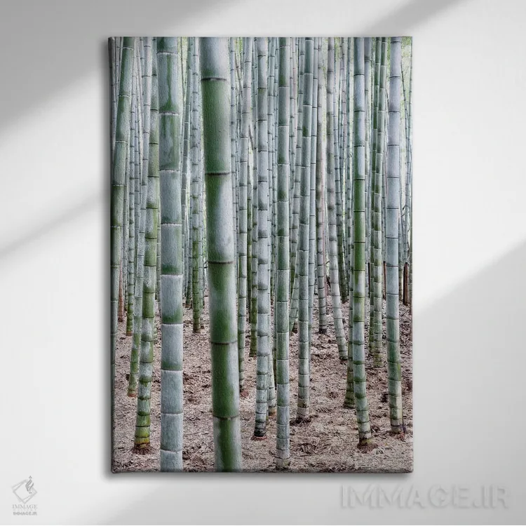 تابلو دکوراتیو "بامبوهای بی پایان" اثر فیلیپ هوگونار - نمای روبهرو روی دیوار