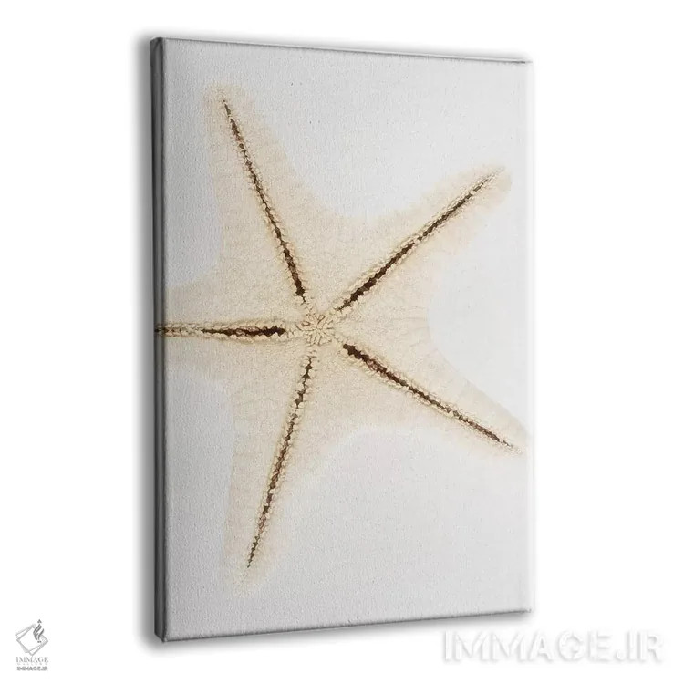 تابلو دکوراتیو ستاره صدفی اثر فیلیپ هوگونار - نمای پرسپکتیو محصول
