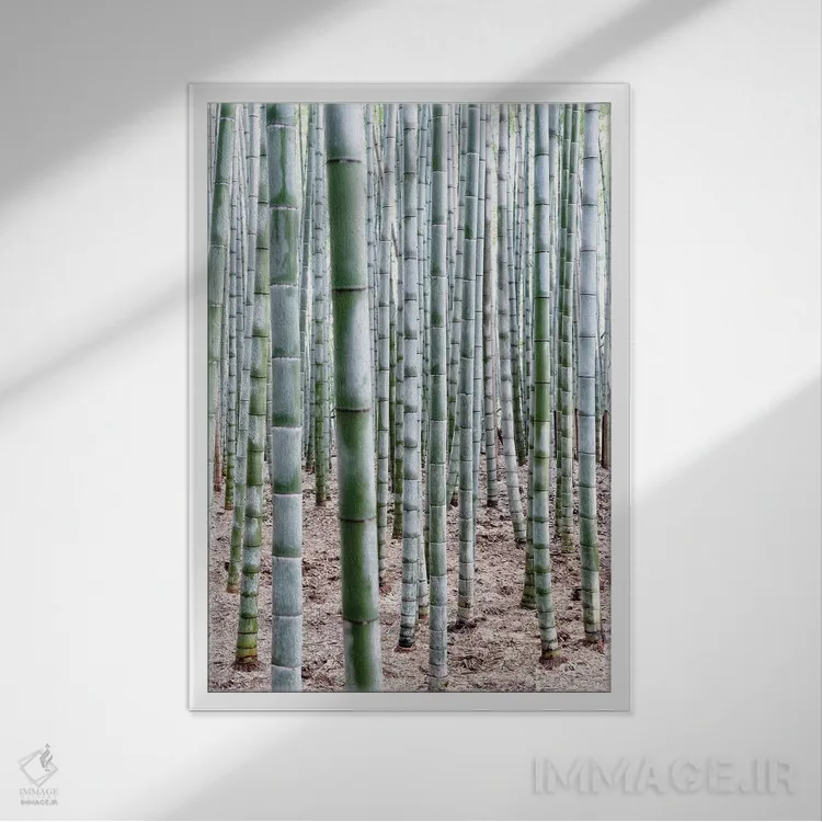 تابلو دکوراتیو "بامبوهای بی پایان" اثر فیلیپ هوگونار - نمای قابدار سفید