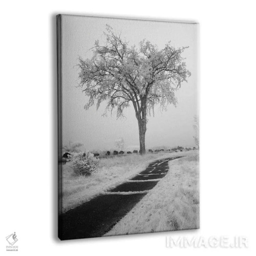 تابلو دکوراتیو Minnesota, Duluth, Park Point, Boardwalk Over Dunes" - "ای… اثر پیتر هاوکینز - نمای پرسپکتیو محصول