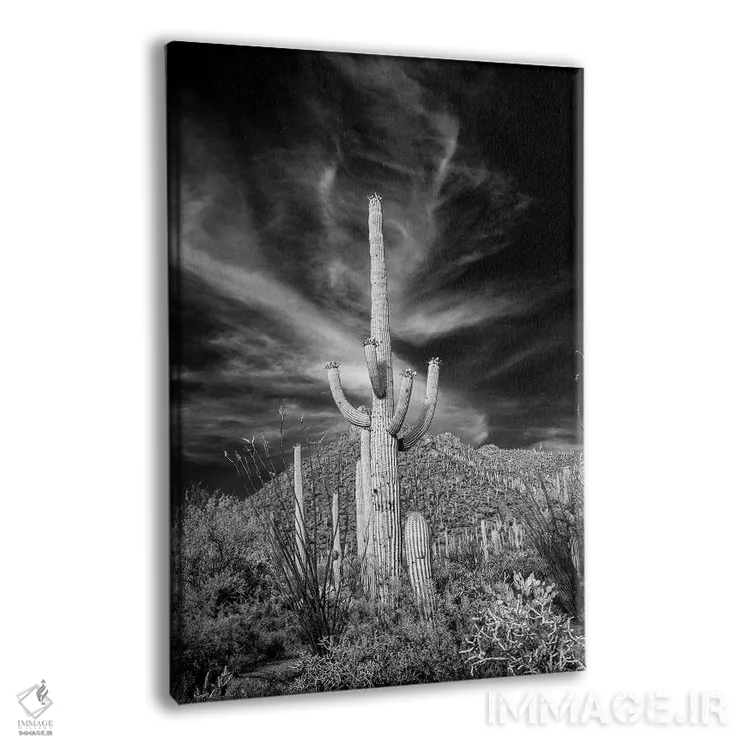 تابلو دکوراتیو Arizona, Tucson, Saguaro National Park III" - "ایالات متحد… اثر پیتر هاوکینز - نمای پرسپکتیو محصول