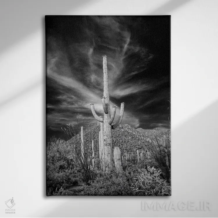 تابلو دکوراتیو Arizona, Tucson, Saguaro National Park III" - "ایالات متحد… اثر پیتر هاوکینز - نمای روبهرو روی دیوار