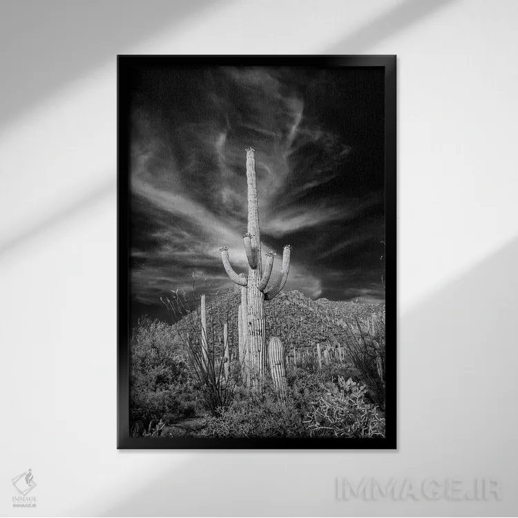 تابلو دکوراتیو Arizona, Tucson, Saguaro National Park III" - "ایالات متحد… اثر پیتر هاوکینز - نمای قابدار مشکی