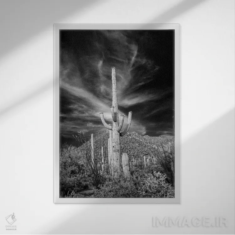 تابلو دکوراتیو Arizona, Tucson, Saguaro National Park III" - "ایالات متحد… اثر پیتر هاوکینز - نمای قابدار سفید