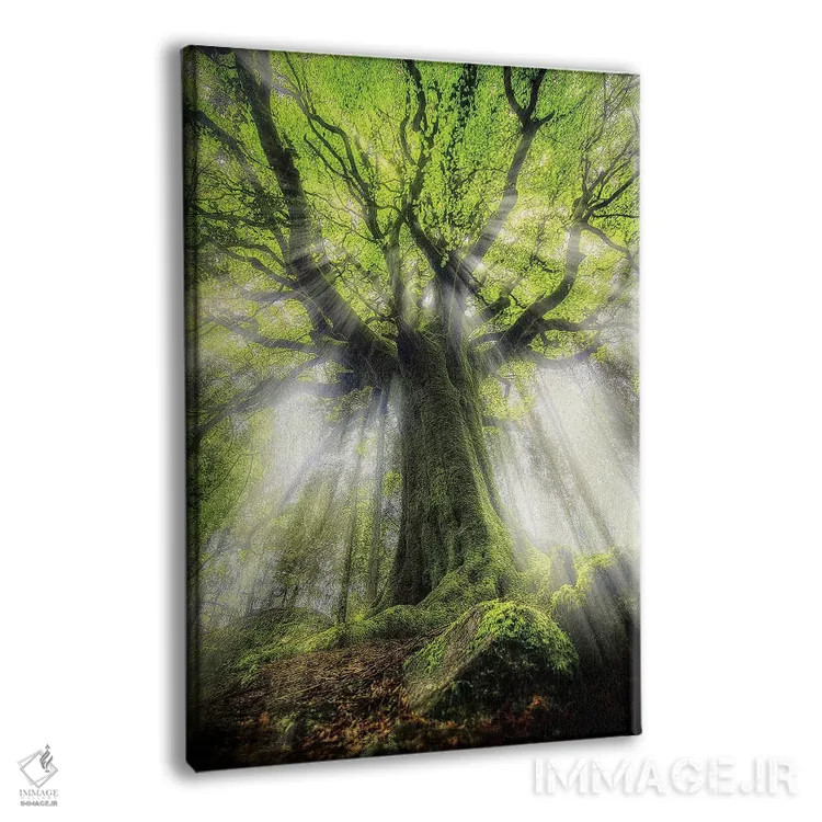 تابلو دکوراتیو "درخت بلوط پنتوس قدیمی" اثر فیلیپ منگوئن - نمای پرسپکتیو محصول