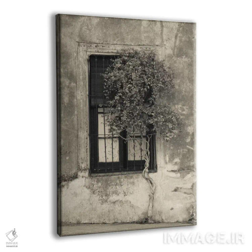 تابلو دکوراتیو Calle San Jose, Colonia Del Sacramento, Uruguay" - "درخ… اثر پانورامیک ایمجز - نمای پرسپکتیو محصول