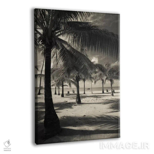 تابلو دکوراتیو Playa Luquillo Beach, Luquillo, Puerto Rico" - "درختان… اثر پانورامیک ایمجز - نمای پرسپکتیو محصول