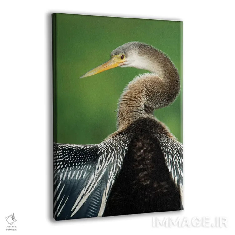 تابلو دکوراتیو Pantanal Conservation Area, Brazil" - "آنینگا I، منطقه… اثر پانورامیک ایمجز - نمای پرسپکتیو محصول