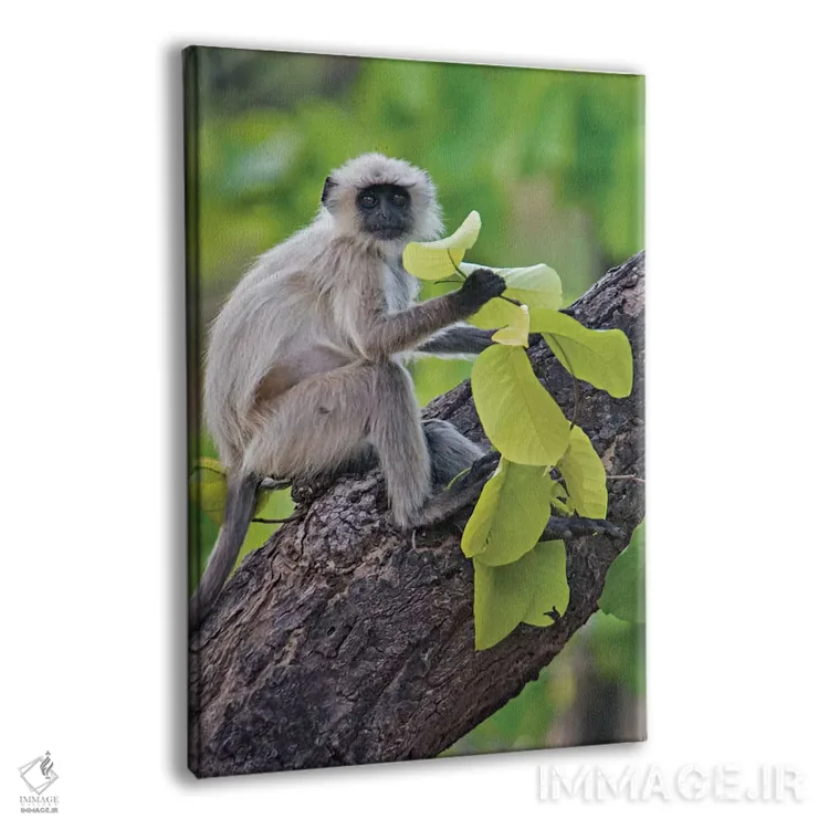 تابلو دکوراتیو Kanha National Park, Madhya Pradesh, India" - "میمون لن… اثر پانورامیک ایمجز - نمای پرسپکتیو محصول