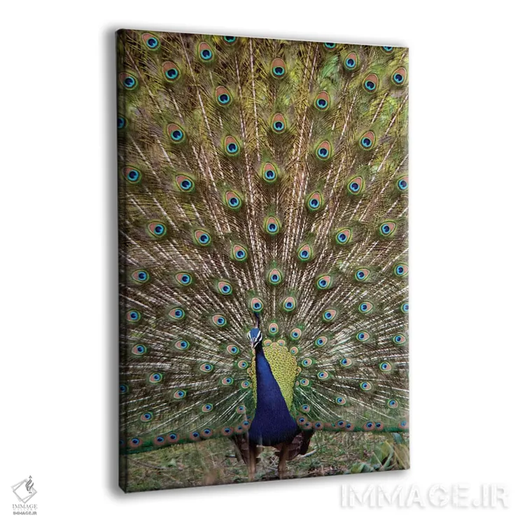 تابلو دکوراتیو Kanha National Park, Madhya Pradesh, India" - "طاووس I… اثر پانورامیک ایمجز - نمای پرسپکتیو محصول