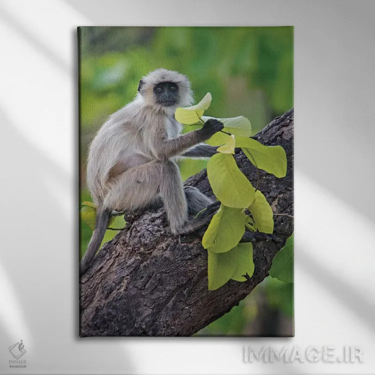 تابلو دکوراتیو Kanha National Park, Madhya Pradesh, India" - "میمون لن… اثر پانورامیک ایمجز - نمای روبهرو روی دیوار