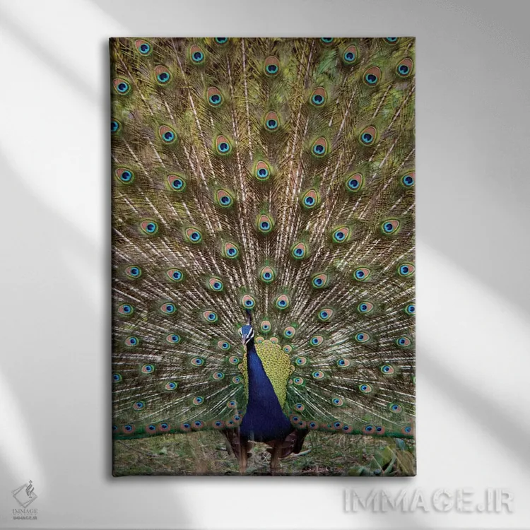 تابلو دکوراتیو Kanha National Park, Madhya Pradesh, India" - "طاووس I… اثر پانورامیک ایمجز - نمای روبهرو روی دیوار