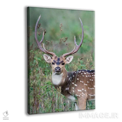 تابلو دکوراتیو Kanha National Park, Madhya Pradesh, India" - "گوزن لک… اثر پانورامیک ایمجز - نمای پرسپکتیو محصول