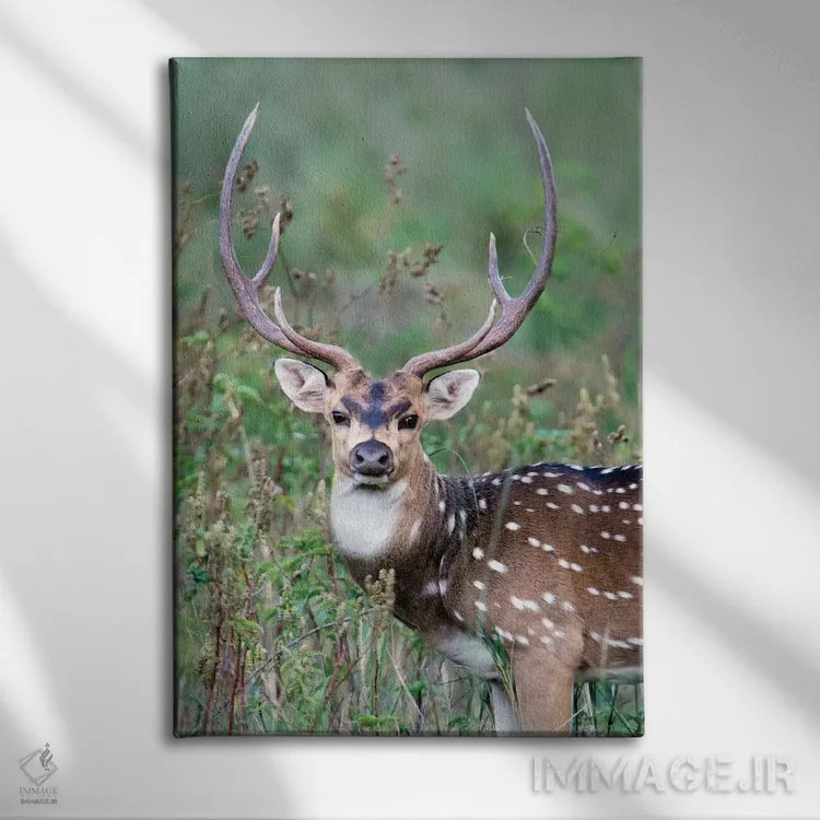 تابلو دکوراتیو Kanha National Park, Madhya Pradesh, India" - "گوزن لک… اثر پانورامیک ایمجز - نمای روبهرو روی دیوار