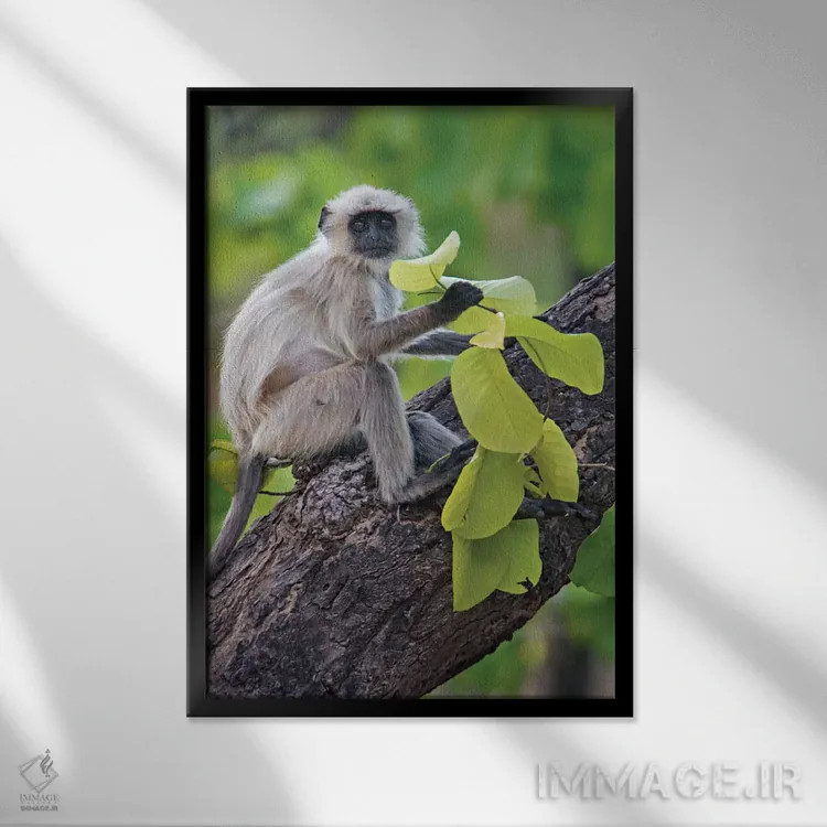 تابلو دکوراتیو Kanha National Park, Madhya Pradesh, India" - "میمون لن… اثر پانورامیک ایمجز - نمای قابدار مشکی