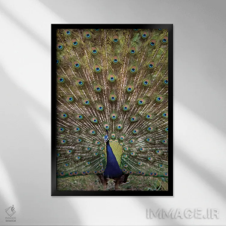 تابلو دکوراتیو Kanha National Park, Madhya Pradesh, India" - "طاووس I… اثر پانورامیک ایمجز - نمای قابدار مشکی