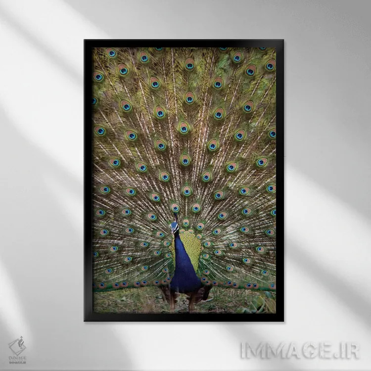 تابلو دکوراتیو Kanha National Park, Madhya Pradesh, India" - "طاووس I… اثر پانورامیک ایمجز - نمای قابدار مشکی
