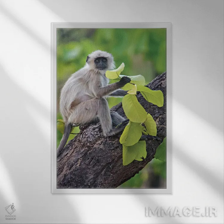 تابلو دکوراتیو Kanha National Park, Madhya Pradesh, India" - "میمون لن… اثر پانورامیک ایمجز - نمای قابدار سفید