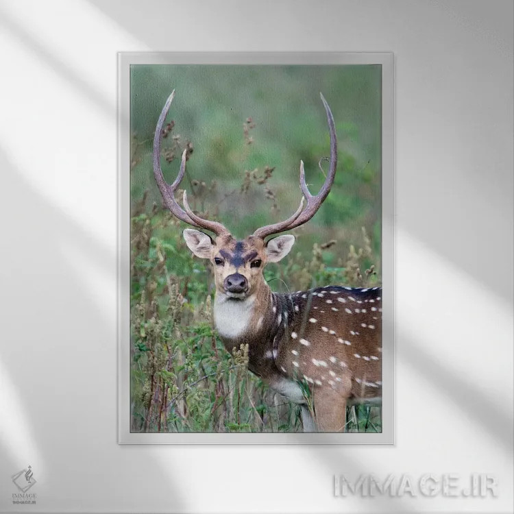 تابلو دکوراتیو Kanha National Park, Madhya Pradesh, India" - "گوزن لک… اثر پانورامیک ایمجز - نمای قابدار سفید