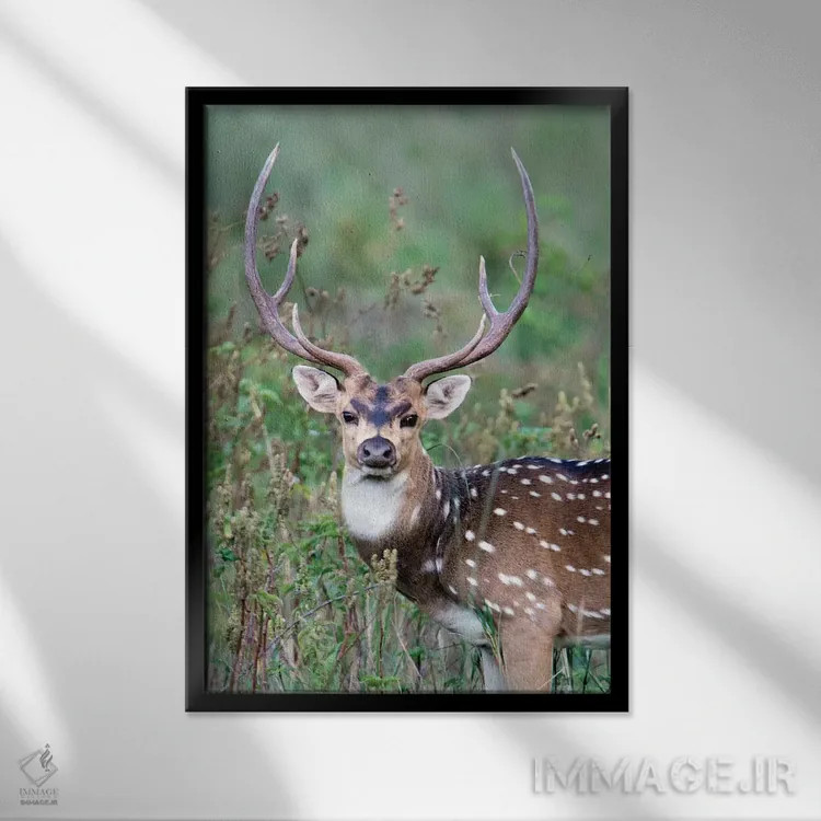 تابلو دکوراتیو Kanha National Park, Madhya Pradesh, India" - "گوزن لک… اثر پانورامیک ایمجز - نمای قابدار مشکی