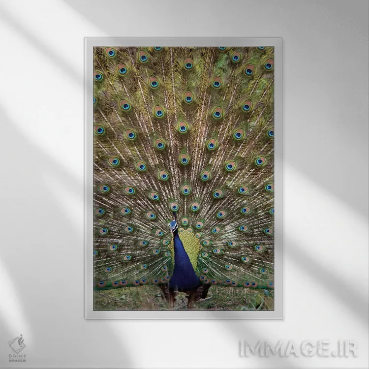 تابلو دکوراتیو Kanha National Park, Madhya Pradesh, India" - "طاووس I… اثر پانورامیک ایمجز - نمای قابدار سفید