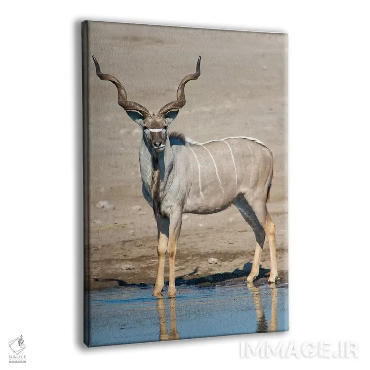 تابلو دکوراتیو Etosha National Park, Namibia" - "کودوی بزرگ در حوضچه آ… اثر پانورامیک ایمجز - نمای پرسپکتیو محصول