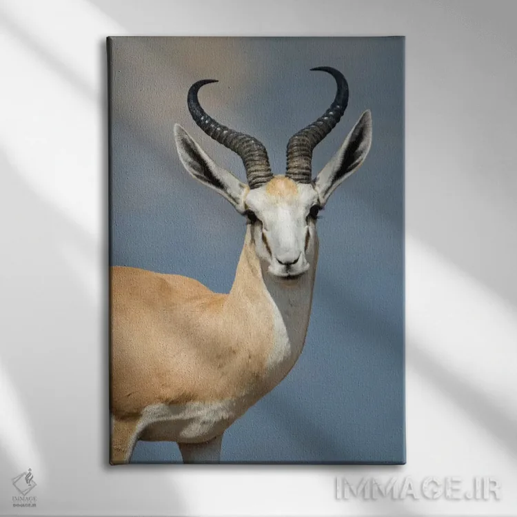 تابلو دکوراتیو Etosha National Park, Namibia" - "اسپرینگبوک I، پارک مل… اثر پانورامیک ایمجز - نمای روبهرو روی دیوار