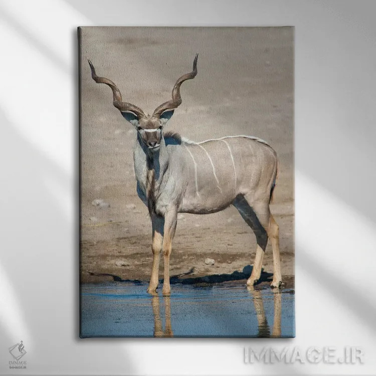 تابلو دکوراتیو Etosha National Park, Namibia" - "کودوی بزرگ در حوضچه آ… اثر پانورامیک ایمجز - نمای روبهرو روی دیوار